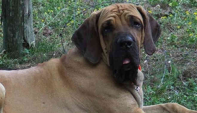 Cachorro é abandonado sem comida, amarrado e vizinhos denunciam tutor