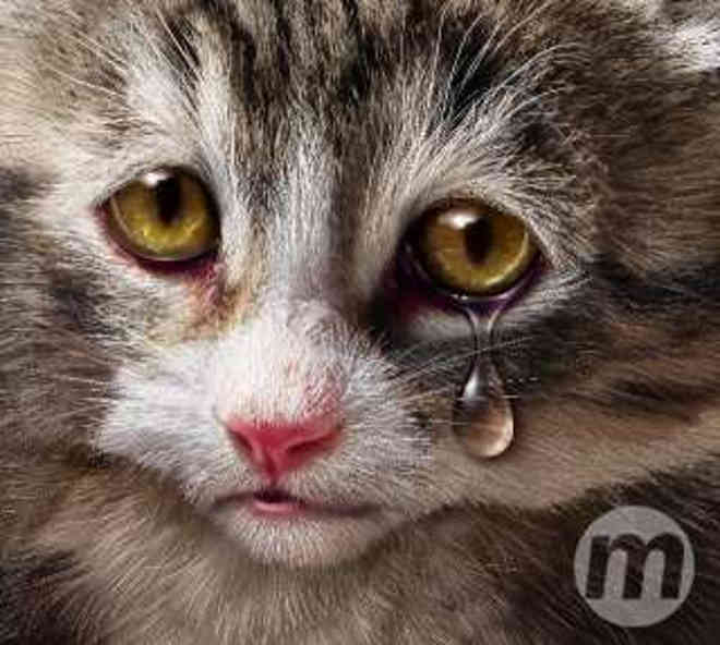 Mistério envolve o envenenamento de gatos em série em Dourados, MS