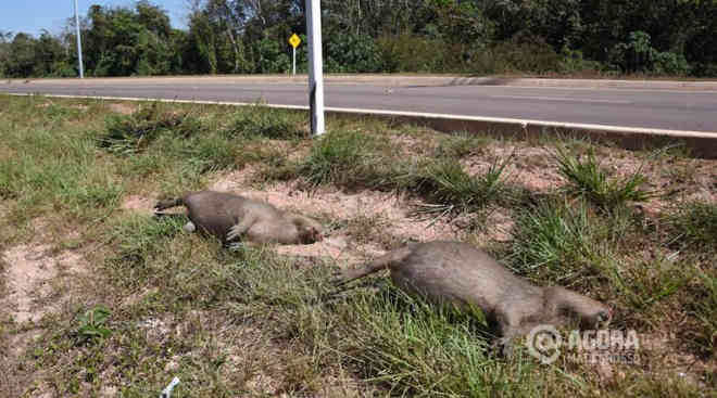 Animais seguem sendo atropelados na ‘avenida da Ponte Nova’, em Rondonópolis, MT