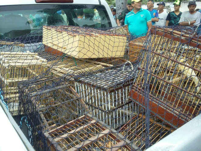 Polícia apreende 68 animais silvestres em João Pessoa e Campina Grande, na PB