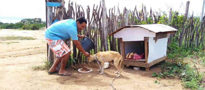 ‘Tenho amor’, diz homem que vendeu casa para cuidar de cães abandonados na PB