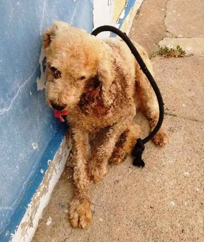 Cão é resgatado de maus-tratos após tutora pedir para o matarem a pauladas