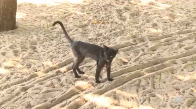 Cresce número de gatos abandonados em Teresina (PI); Zoonoses orienta sobre raiva