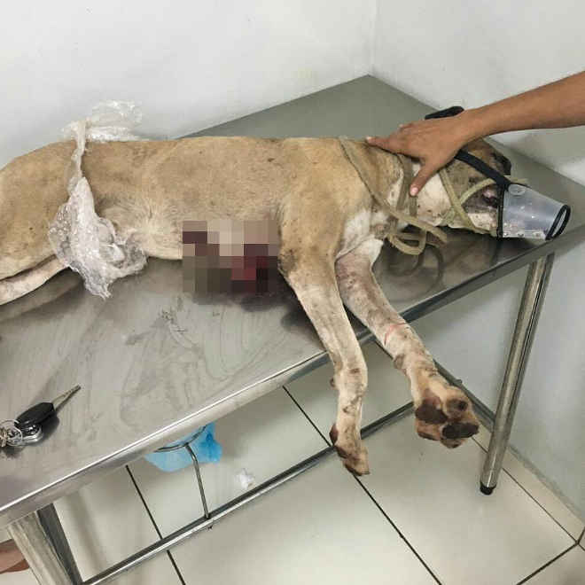 ONG resgata cachorro que foi esfaqueado em Teresina, PI
