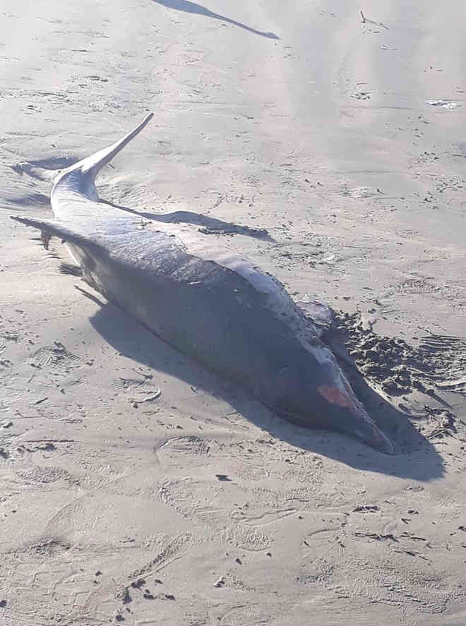 Três golfinhos morrem encalhados no litoral piauiense este ano