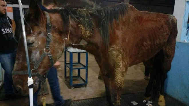 Cavalos abandonados causam preocupação em sociedade protetora de Curitiba, PR
