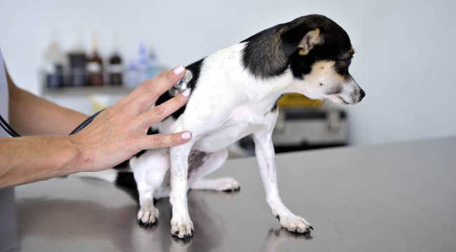 Projeto de Curitiba (PR) prevê que pet shops denunciem maus-tratos a animais