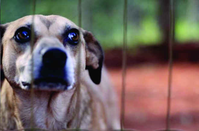 Comissão de Ecologia aprova projeto para que veterinários denunciem maus-tratos a animais no PR