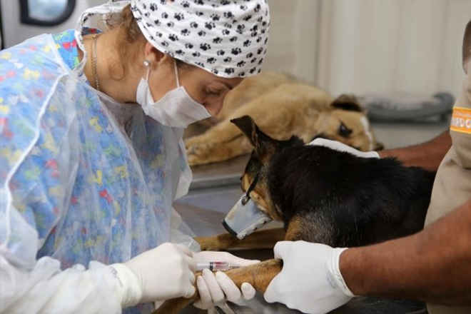 Como inscrever seu cão ou gato para castração em Curitiba, PR