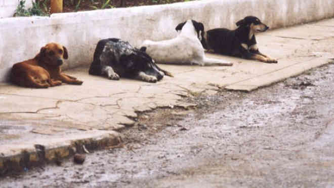 CCZ chama atenção para aumento de cães na rua em Foz do Iguaçu, PR