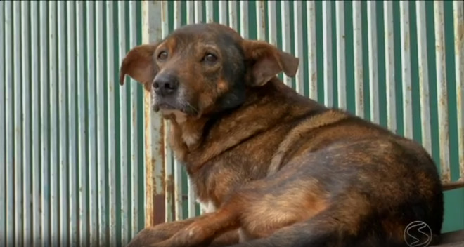 Problema sob falta de controle, número de cães abandonados cresce em Resende, RJ