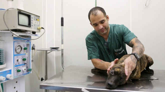 Suipa atende uma média de cinco cães por mês vítimas de bala perdida no Rio