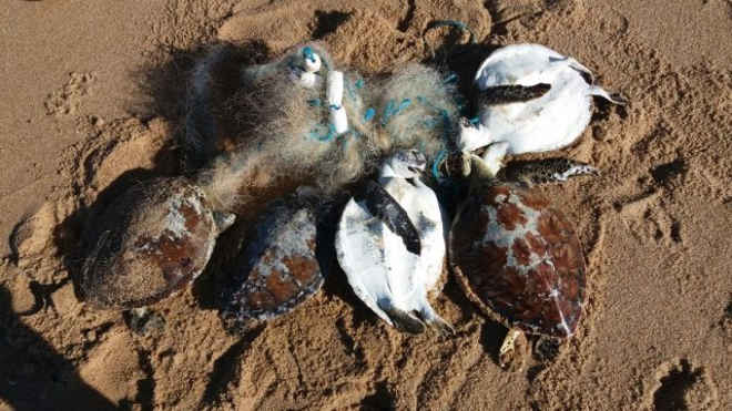 Tartarugas são encontradas mortas em rede de pesca, em Rio das Ostras, RJ