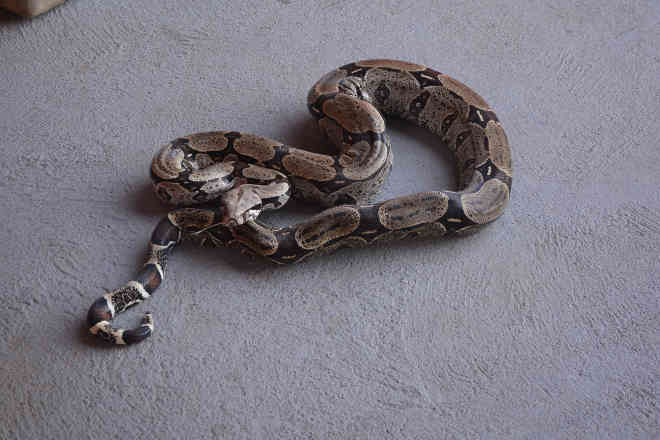 Cobra de quase 2 metros é capturada em madeireira de Ariquemes, RO