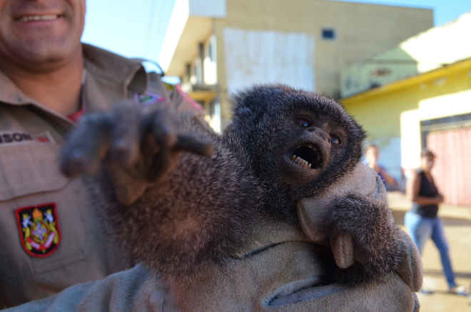 Macaco ‘zogue-zogue’ é capturado em depósito de loja em Vilhena, RO