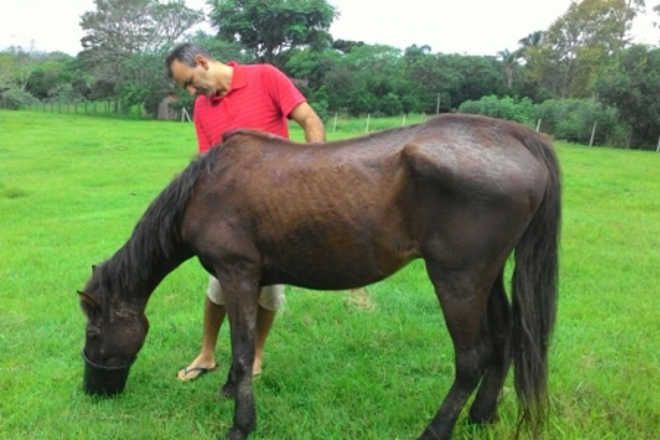 ONG Cavalo de Lata organiza Vakinha