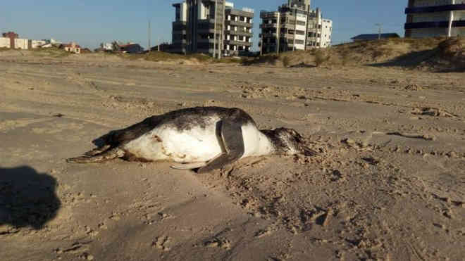 Pinguins são encontrados mortos na orla do Balneário Rincão, RS