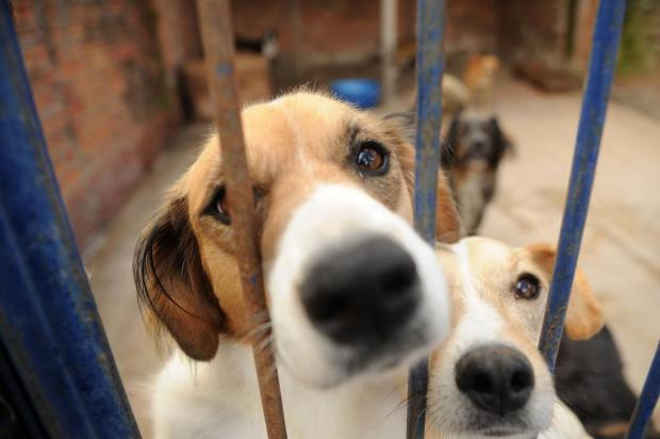 Casos de maus-tratos a animais podem ser denunciados online em Caxias do Sul, RS
