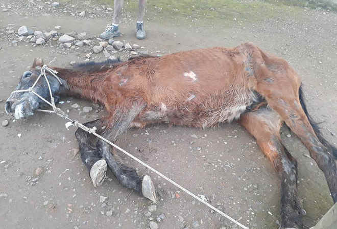 Cavalo que apresentava sinais de maus-tratos é atendido, mas acaba morrendo em Dom Pedrito, RS