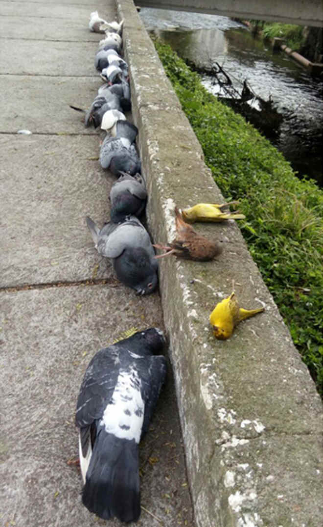 Mortandade de pássaros no Centro de Nova Friburgo (RJ) pode virar caso de polícia