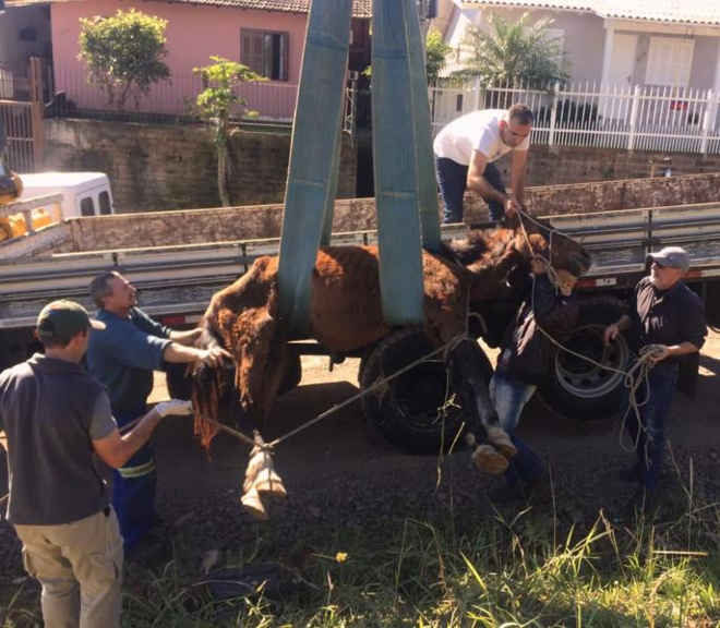 Santa Cruz do Sul (RS) recebe média de cinco denúncias de maus-tratos a equinos ao mês