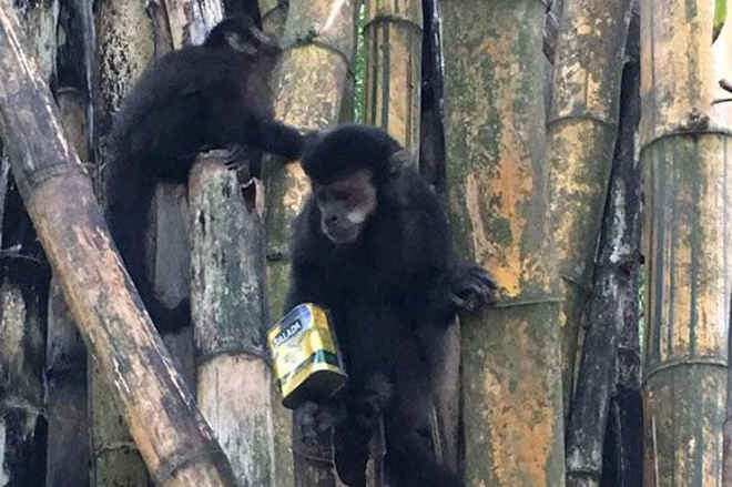 Ibama tentará resgatar macaco com lata presa na mão
