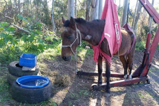 Com ajuda de equipamento, cavalo resgatado consegue ficar em pé