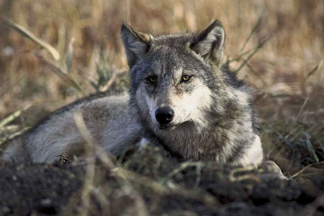 Sete santuários nos EUA que trabalham para salvar lobos e híbridos maltratados e negligenciados