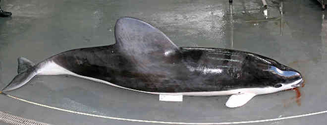 Raramente visto no Brasil, golfinho-de-óculos morre afogado em Navegantes, SC