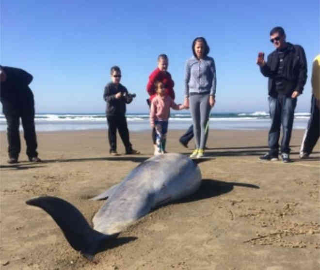 Golfinho e pinguins aparecem mortos em praias do litoral de SC