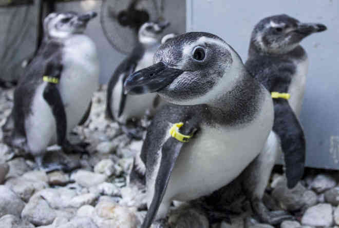 Pinguins são reabilitados no Rio Vermelho para voltarem ao mar, em Florianópolis, SC