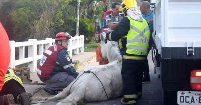 Cavalo é sacrificado após “engalhar” pata em ponte