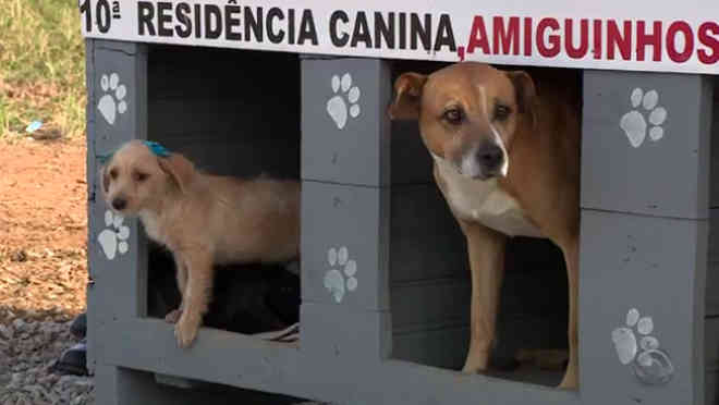 Homem constrói casinhas para cães abandonados e distribui pelas ruas de São José, SC