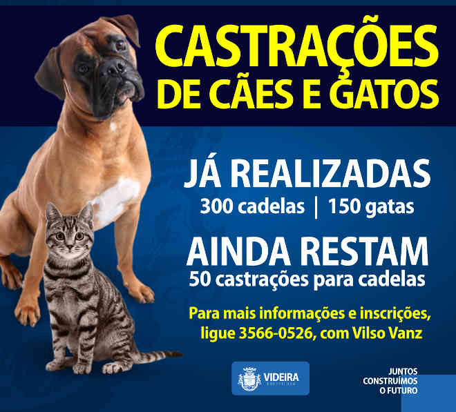 Prefeitura de Videira (SC) iniciou neste mês castrações de gatos e cachorros
