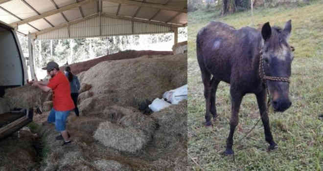Cavalo vítima de maus-tratos em Xanxerê (SC) recebe doação de 50 fardos de feno