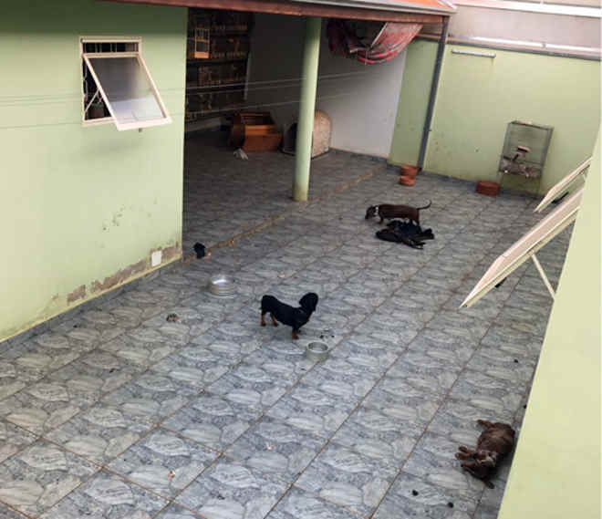 ONG denuncia maus-tratos a cães e pássaros em Bariri, SP