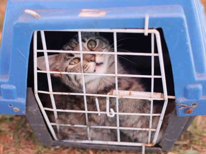 Protetores entram até na Justiça para acompanhar vida de animais adotados