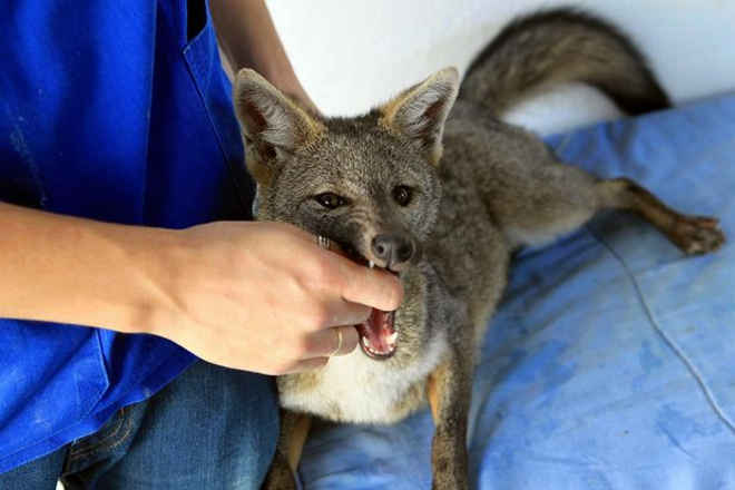 Em Cubatão (SP), animais selvagens recebem carinho e tratamento especial
