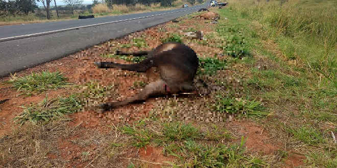 Vacas morrem atropeladas por caminhão em rodovia em General Salgado, SP