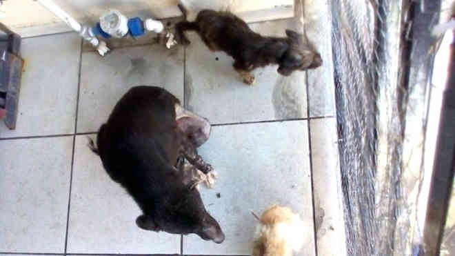 ONG investiga caso de maus-tratos contra seis cães em Indaiatuba, SP