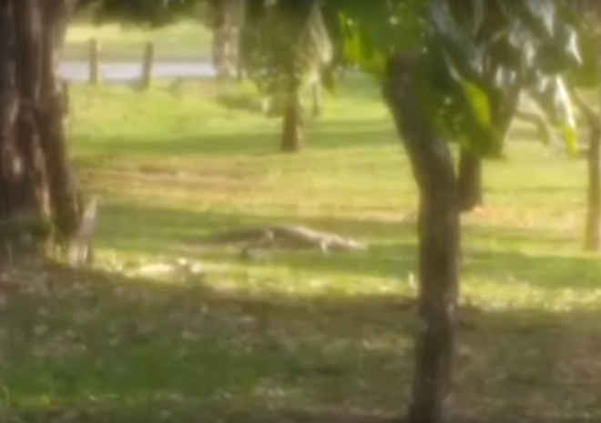 Jacaré escapa do zoológico e é flagrado no Horto em Limeira, SP; vídeo