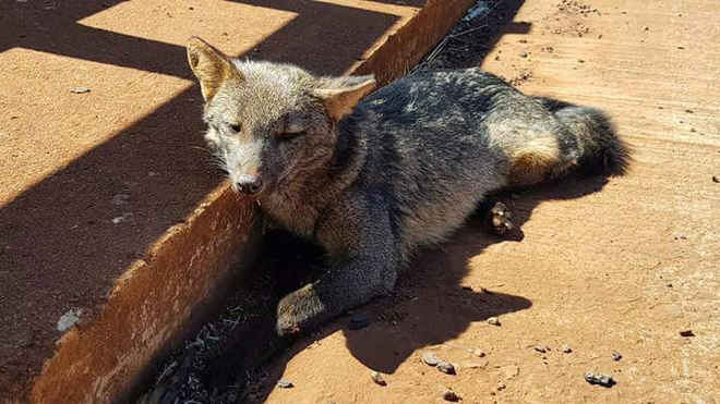 Raposa é atropelada em rodovia e morre ao sol após 4 horas sem socorro, em Orlândia, SP