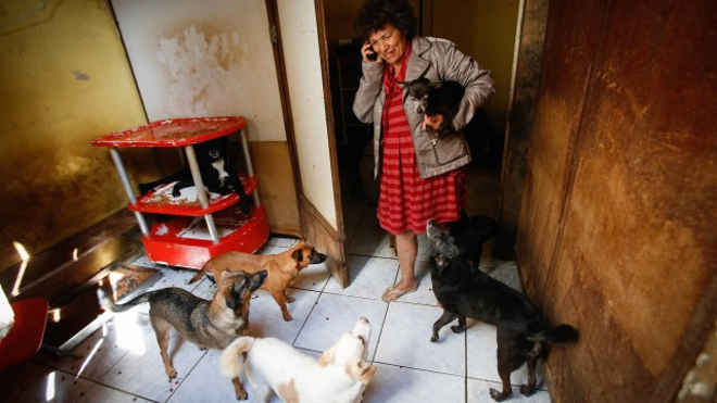 Mulher que já resgatou 100 animais na Cracolândia corre risco de despejo