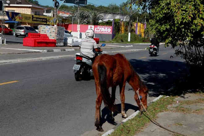 Mais um cavalo abandonado é flagrado em São Vicente, SP