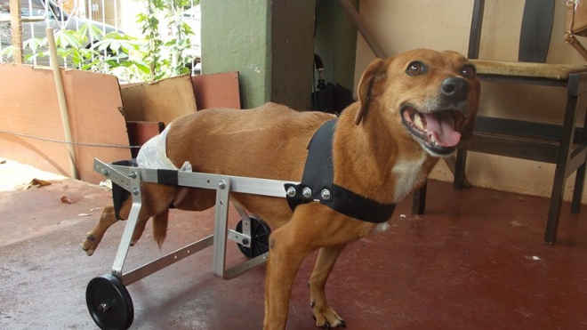 Eletricista já fabricou mais de 2.400 cadeiras de rodas para cães e gatos