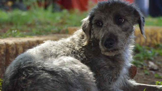 10 mil cães e gatos estão abandonados em Suzano (SP); maus-tratos somam 72 casos