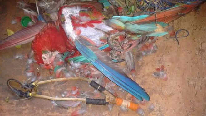 Arara-vermelha é morta com estilingue no interior de São Paulo