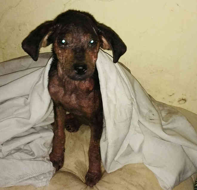 Cuidadora faz campanha para tratamento de cão resgatado coberto de óleo em Tupã, SP