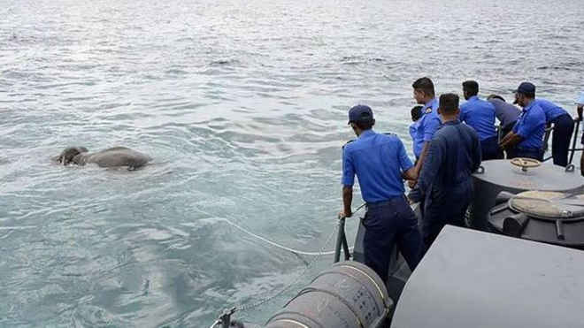 Marinha do Sri Lanka resgata elefante em alto-mar após 12 horas de operação; vídeo