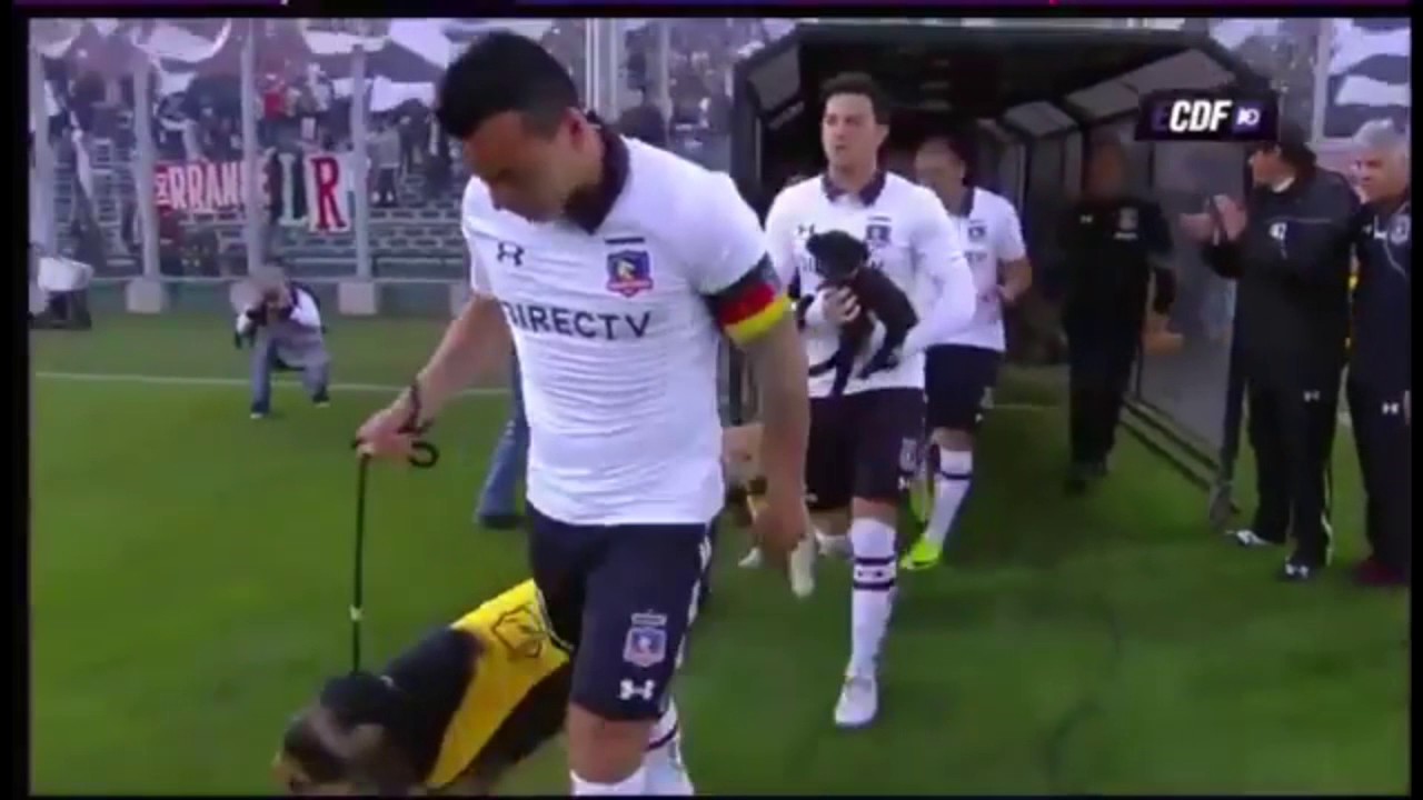 Campanha de adoção: jogadores do Colo-Colo entram com cachorros no gramado